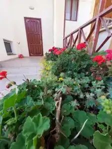 Горная лаванда - 65