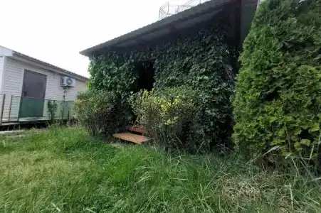 Горная лаванда - 77