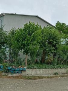 В Долине Роз - 77
