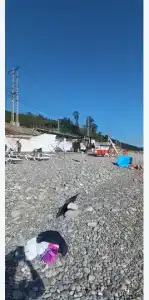 Горная лаванда - 121