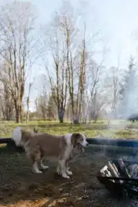 Лисья Дача - 4