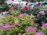 Номер Стандарт
