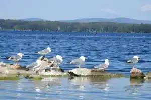 Дуплекс, Увильды