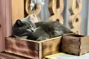 Гостевой дом «Три кота», Великий Новгород