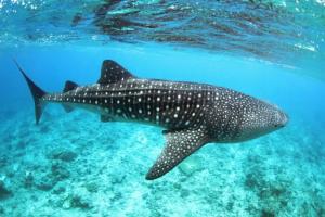 Whale Shark Inn Maldives, Маамигили
