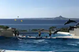 Okinawa Freedom, Мотобу
