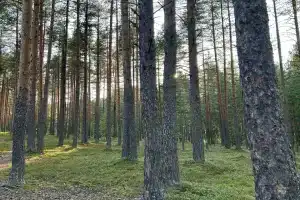 Оберег, Кончезеро