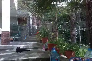 Гостевой дом «Манго», Ялта