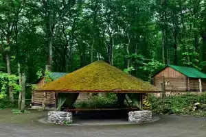 Лесофорния, Таврово