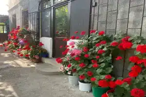 Гостевой дом «Гнездо жаворонка», Леселидзе