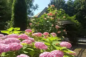 Зеленый Дом - Меблированные комнаты, Светлогорск