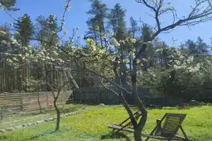 Апартаменты в сосновом лесу на Крупской 10