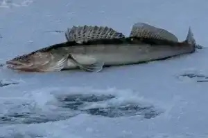 Рыболовная база «Клевое Никольское», Никольское