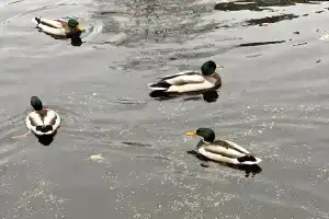 Объект «Раздолье»