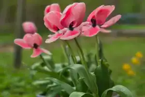 Гостевой дом «БВИ», Курортное