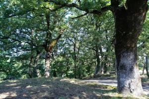 Il Parco Dell'Upupa, Баньореджо