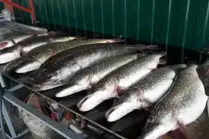 База отдыха «Рай Рыбака», Привольная