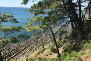Кемпинг «Pine Beach Сосновое Взморье», Небуг