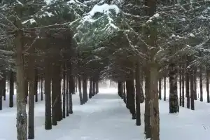 Жемчужина