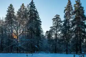 Санаторий «Бузулукский Бор», Партизанский