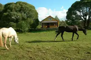 Агроусадьба «Уютный берег», Кривое Колено