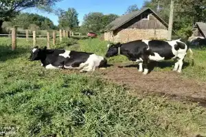 Усадьба в Лесицко