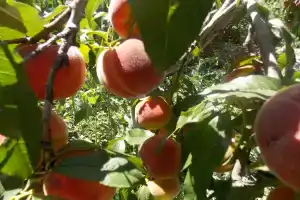 Апартаменты «Зеленый Дом», Судак