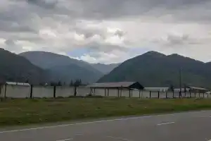 Кемпинг, Курай