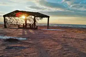 Платан