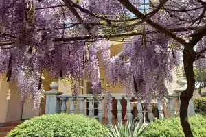 Гостевой дом «Глициния», Алушта