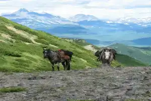 База отдыха «Тайга», Елизово