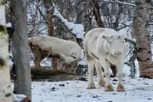 База отдыха «Олений Двор», Лопарская