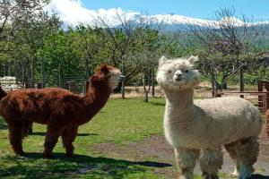 Alpaca Etna Rooms, Лингваглосса