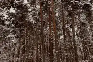 Гостевой дом «Хачин. Селигер», Неприе