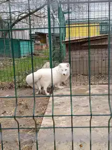 Страусиное ранчо - 49