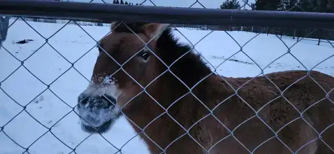 Конный Двор в Пржевальском - 81