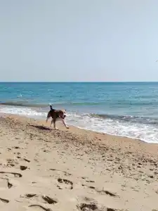 Фридом Веселовка - 64