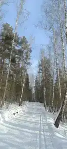 Берёзка - 11