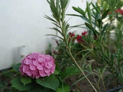 Cicek Apart - 10