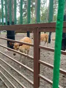 Лесовичок - 36
