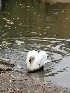 Чардым-Дубрава - 21