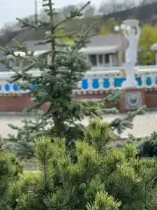 Царский дворик - 43