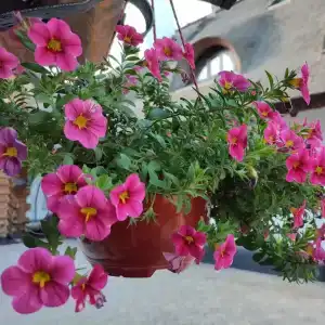 Диканька на Тамани - 25