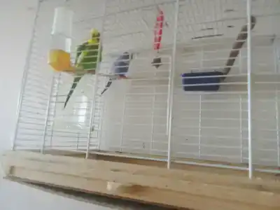 Раздолье - 10