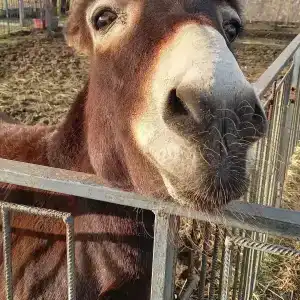 Страусиная ферма Экзотик - 36