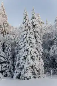 Villy Uley Karelia (Вили Улей Карелия) - 17