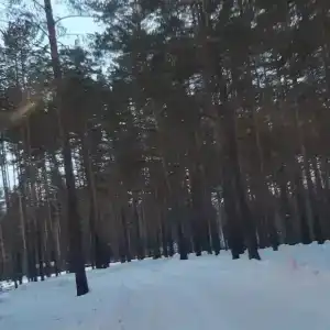 Ясная поляна - 53