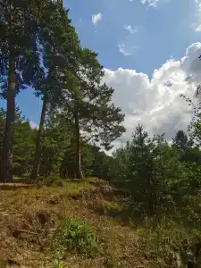 Сосны - 69