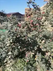 Бунгало Волна - 38