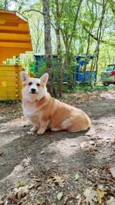 Эколоджия - 50